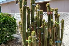 East Lake Hemet Cactus Family