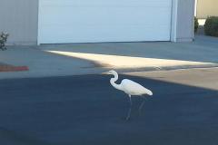 East Lake Hemet birds like us